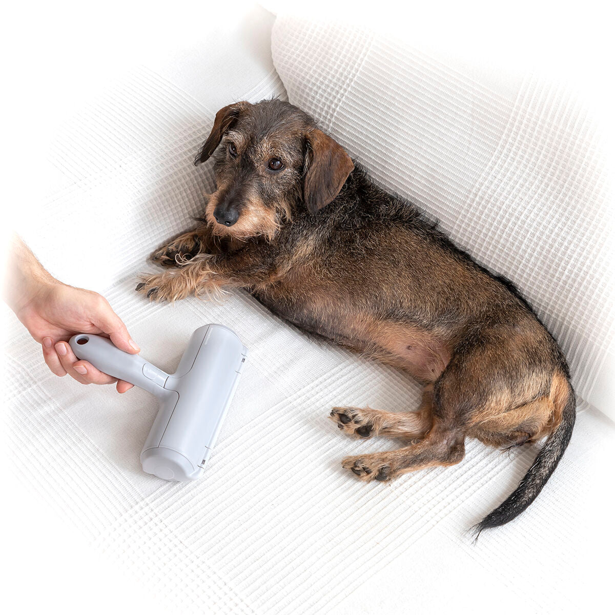 🐾 PawRoller – Effortless Hair Removal from Sofas, Beds & More